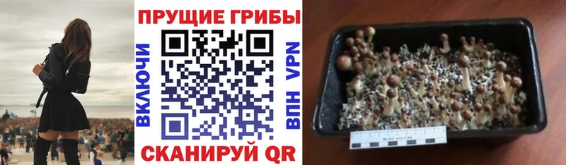 Галлюциногенные грибы прущие грибы  Уфа 